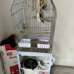 Cage Conures 