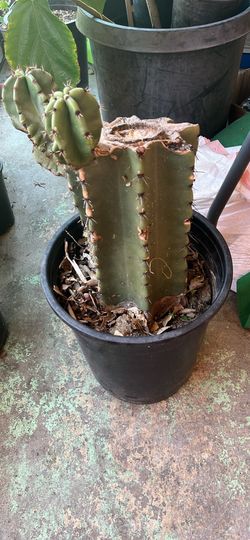 Stenocereus queretaroensis pitaya cactus for sale