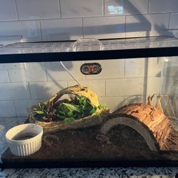 Australian Tree Frog Tank