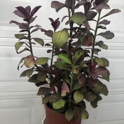 MILK BUSH  PLANTS  OR LECHERO AFRICANO PLANTS FULLY ROOTED 