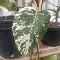 A Cozy Haven for Rare & Exotic Plants! 🌿