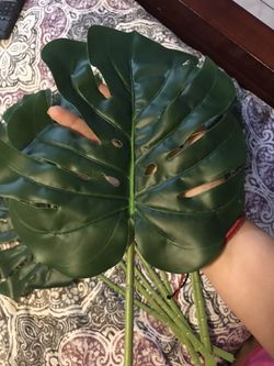 leaves