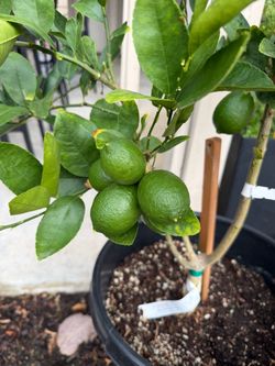Bearss Lime tree- 15 gallon