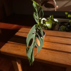 Monstera Adansonii 2”pot easy live indoor plant