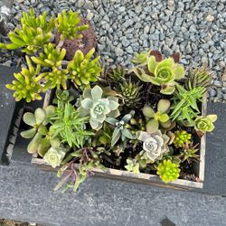Succulent Bouquet 