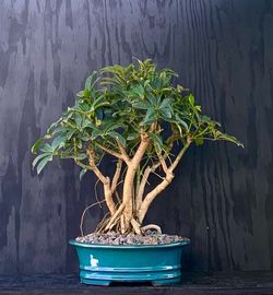 Bonsai Hawaiian Umbrella