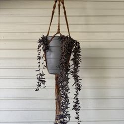 Healthy Ruby Necklace Succulent With Hanger 