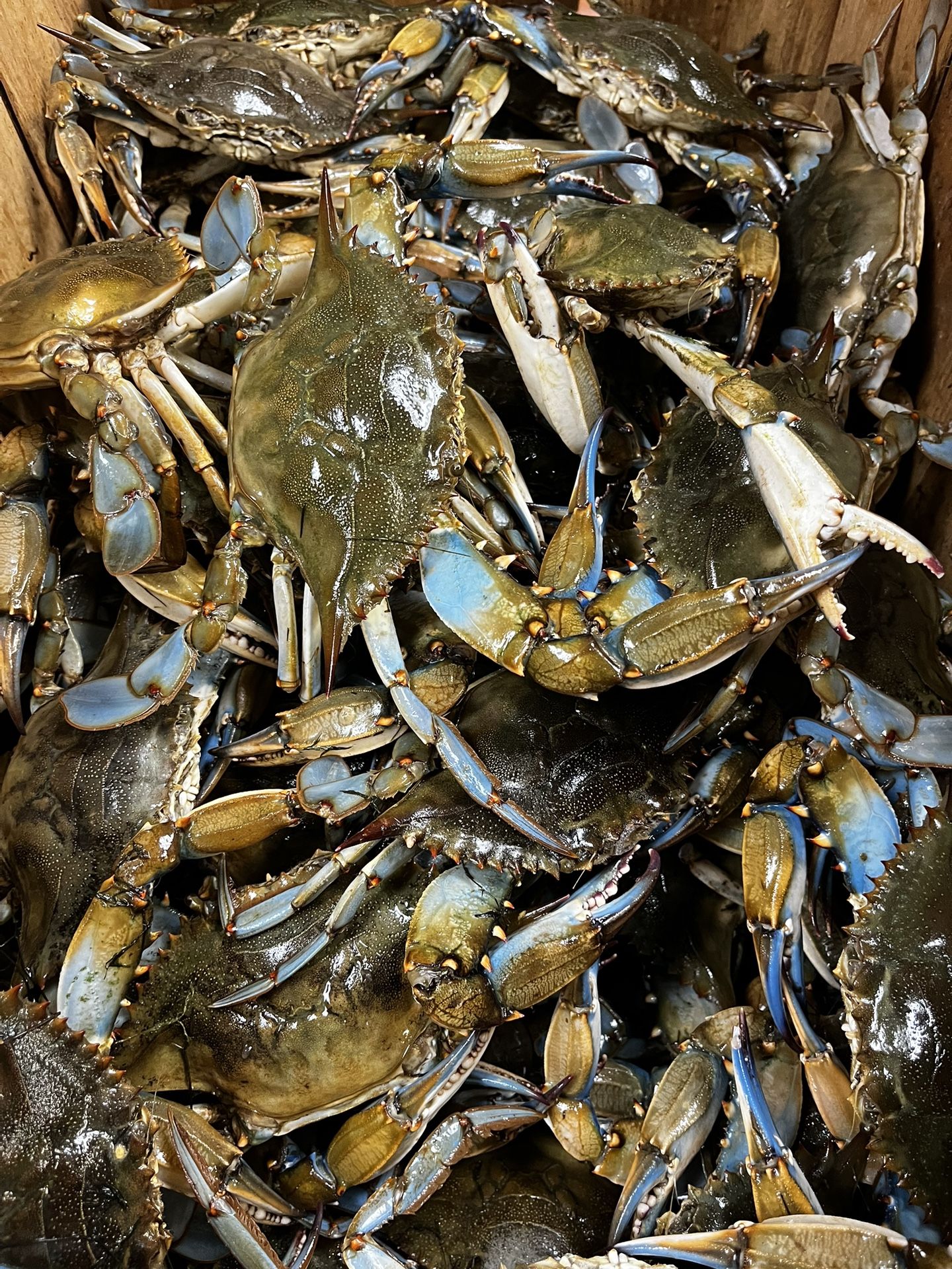 Blue Crabs