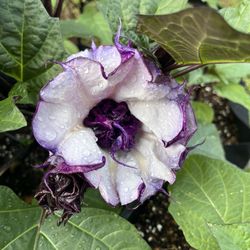 Purple Datura (metel) Aka Devils Trumpet