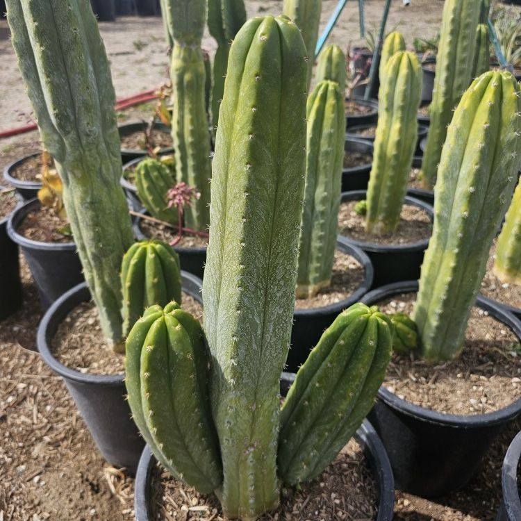 San Pedro Cactus for Sale in Ontario, CA - OfferUp
