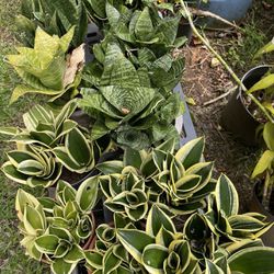 Snake Or Mother In Law Plants