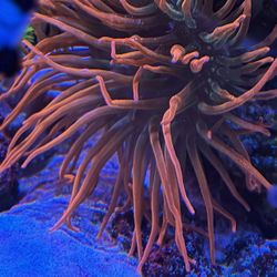 Beautiful Bubble Tip Anémona 