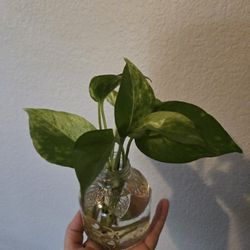 Live Marble Pothos Plant Cuttings W/roots