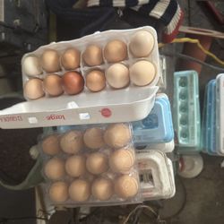Organic Eggs