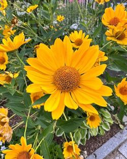 Perennial sunflowers