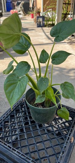 Love  ❤️ plants. Green all years around. In and outdoor