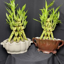 Triangle Bamboo Plants In Ceramic Vases($35 each)