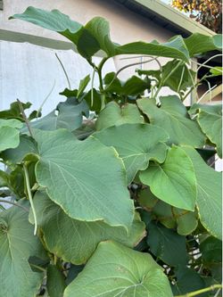 Hoja de acuyo