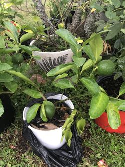 Lemon tree with lemon.
