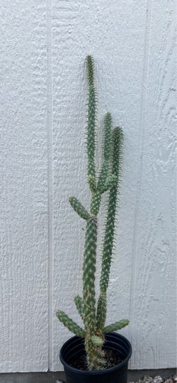 Cylindropuntia Cactus