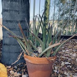 Pot N Plant 