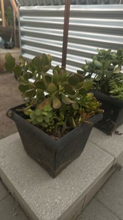 Succulent Arrangements