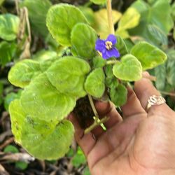 African Violet Plant Available 