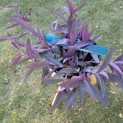 purple heart plants