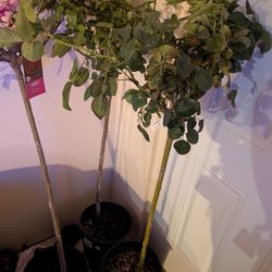 6 Rose Bushes