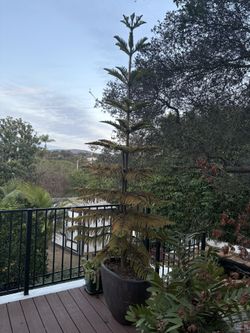 Potted Norfolk Island Pine