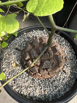 Elephantipes Foot Pot 3gallons Free Shipping 