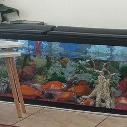 Fish Tank 