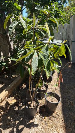 Loquat tree 枇杷樹