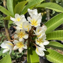 Plumaria Plantas / Plants