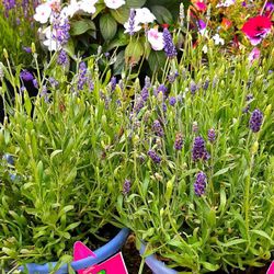 !SALE TODAY!! 8 LAVENDER PLANTS FOR ONLY 65$ , PERENNIALS COME BACK YEAR ROUND & VERY STRONG SCENTED, MIX & MATCH , FRENCH ,, ENGLISH AVAILABLE! 