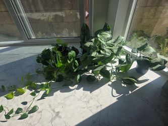 Plants