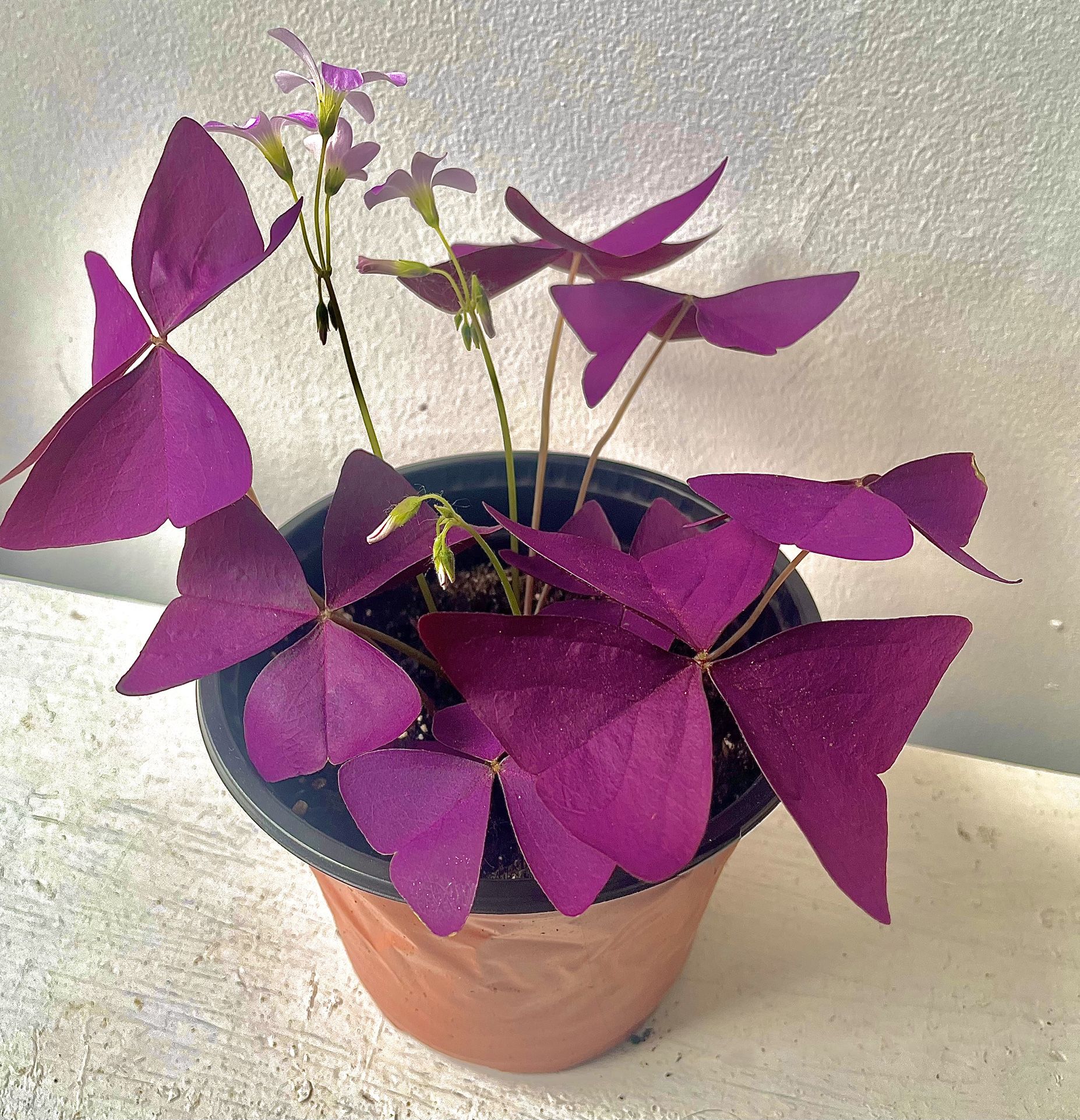 Night Flower Oxalis/ Purple Shamrock