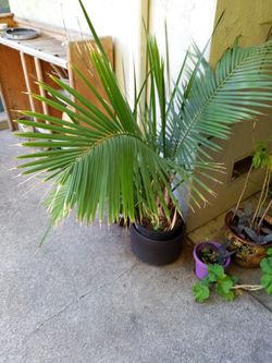 Palm With Irish Plant