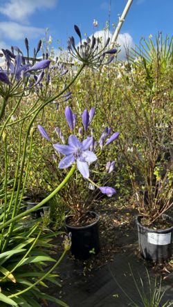 Blue Lily of the Nile