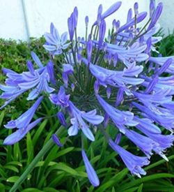 Blue   Lily