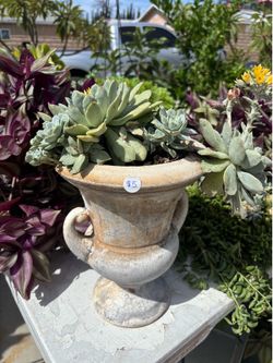 plants / plantas