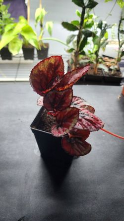 Plant - Rex Begonia