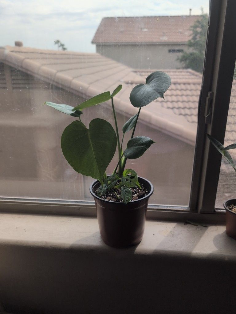 Plant