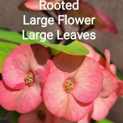 Crown Of Thorn Rooted Muave Large Flower & Leaves  Corona De Cristo Color Salmon