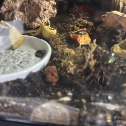 Emerald Roaches (nymphs)