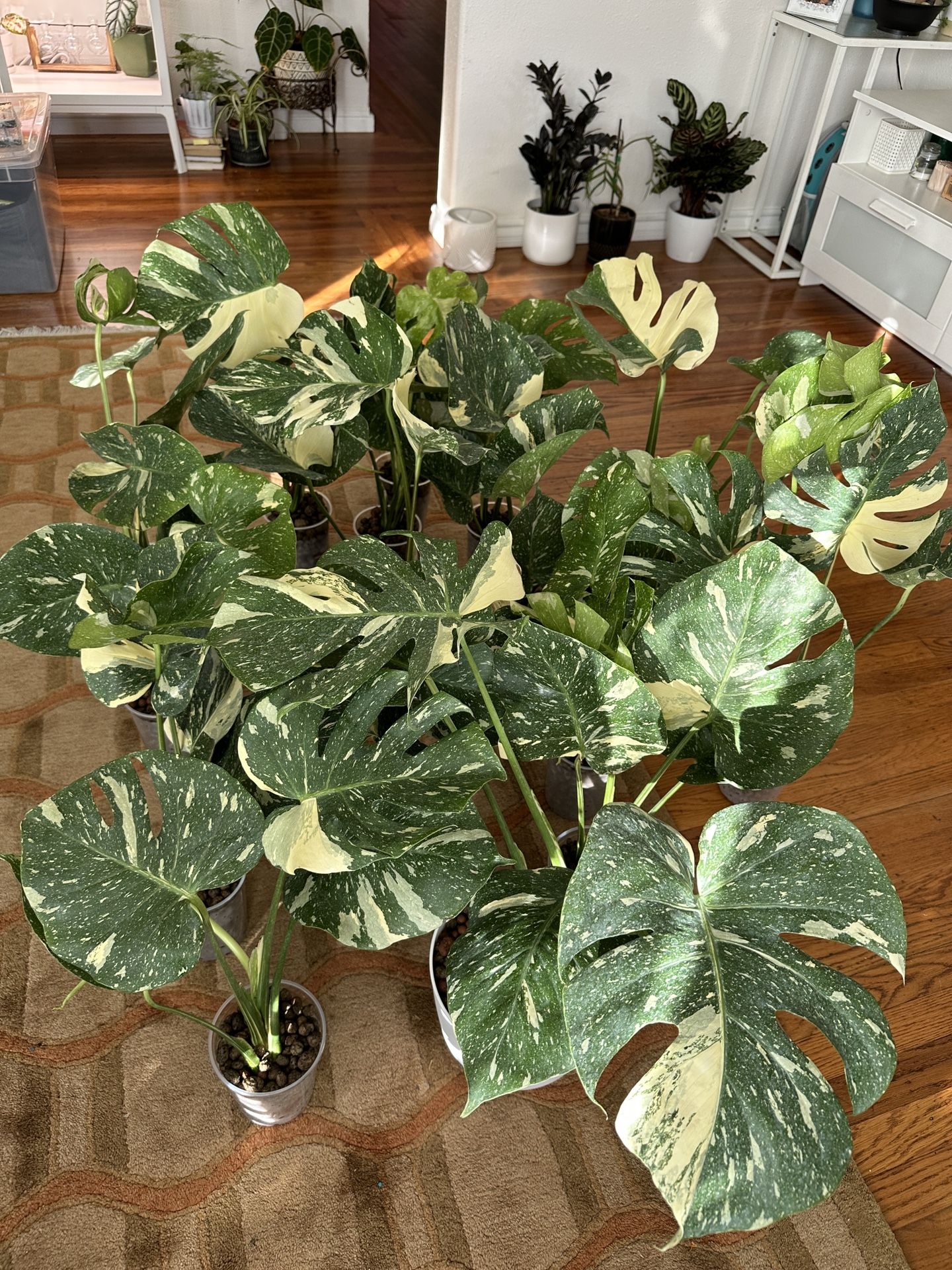 Monstera Thai Constellation Plant (Recently Imported)