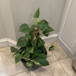 Philodendron Brasil Heartleaf Plant 