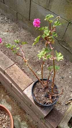 Geranium Plant Pink