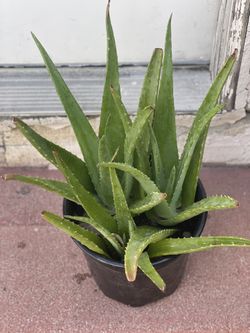 Aloe Plant Shade Perfect For Store Decir $15