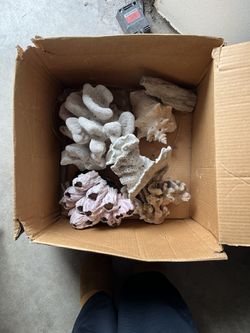 Coral for fish tank!